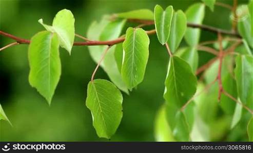 Leaves of a wild pear tree