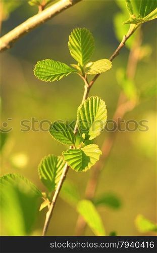 leaves of alder in the spring. young leaves of alder in the spring