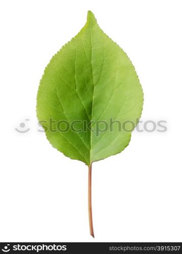 Leaves of apricot isolated on white background. Leaves of apricot