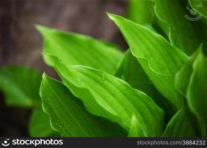 leaves of beautiful plant hosts with drops of rain. background outdoors