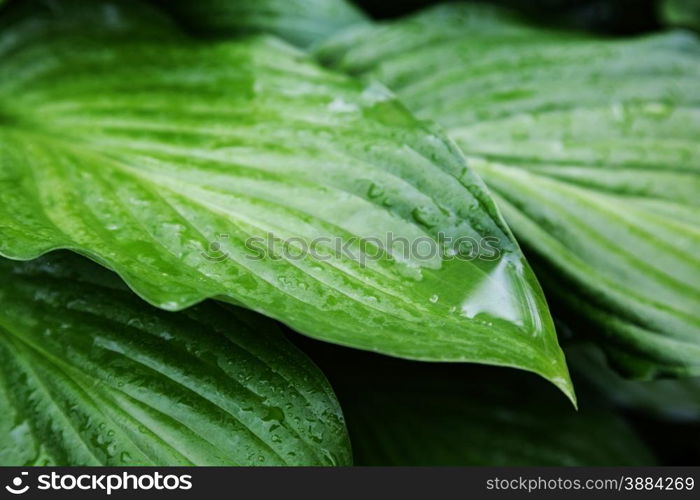 leaves of beautiful plant hosts with drops of rain. background outdoors