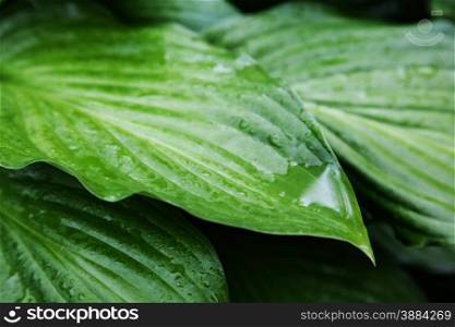 leaves of beautiful plant hosts with drops of rain. background outdoors