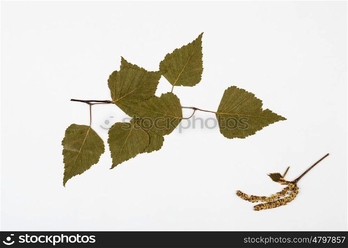 Leaves of birch herbarium on white background.