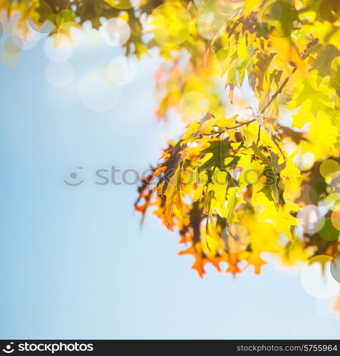 Leaves of Canadian maple tree over blue sky