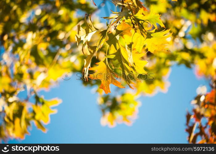 Leaves of Canadian maple tree over blue sky. Maple leaves over the blue sky