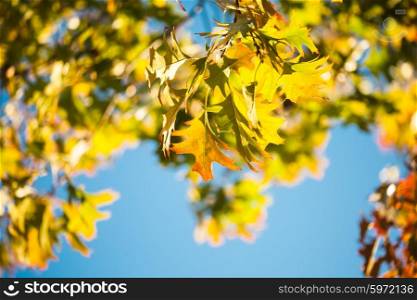Leaves of Canadian maple tree over blue sky. Maple leaves over the blue sky