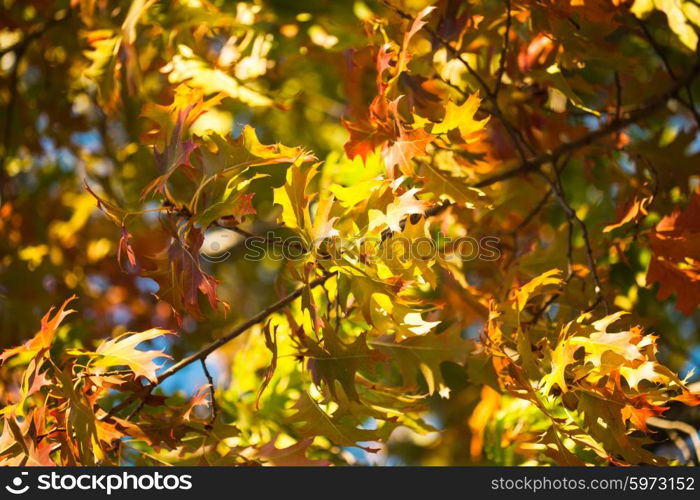 Leaves of Canadian maple tree over blue sky. Maple leaves over the blue sky