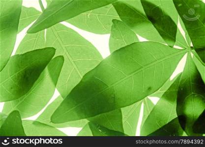 Leaves of Cassia leptophylla Placed together to create a larger background