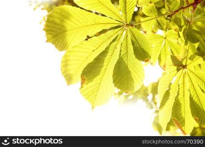 Leaves of chestnut isolated with space for your own text. Shallow DOF!