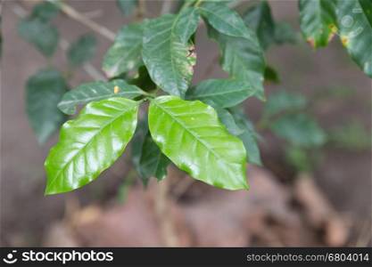 leaves of coffee tree, cafe plantation in the highlands of northern Thailand