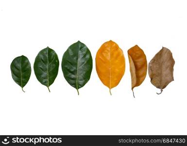 Leaves of different age on white background. Concept of aging, growth, death.
