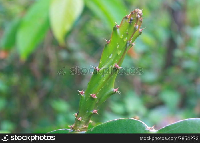 leaves of dragon fruit tree with drop water in garden