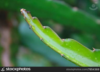 leaves of dragon fruit tree with drop water in garden