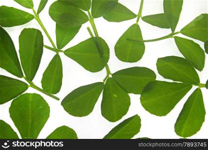 Leaves of Fenugreek, Trigonella Foenum-graecum