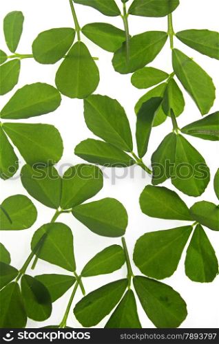 Leaves of Fenugreek, Trigonella Foenum-graecum