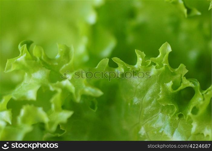 leaves of fresh lettuce the background close up. lettuce