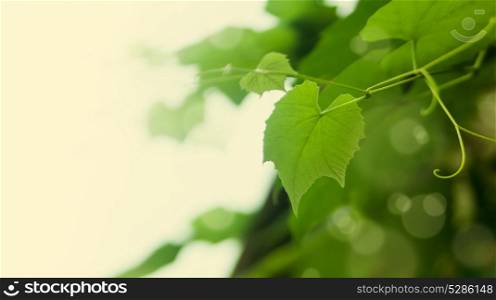 Leaves of grapes background with place for text