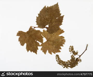 Leaves of grapes herbarium on white background.