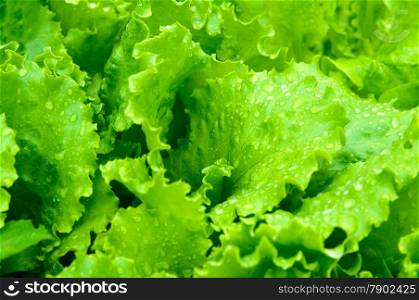 Leaves of green salad closeup