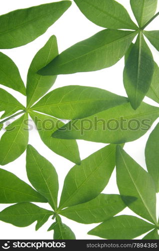 Leaves of Ipomoea cairica (I. palmata)