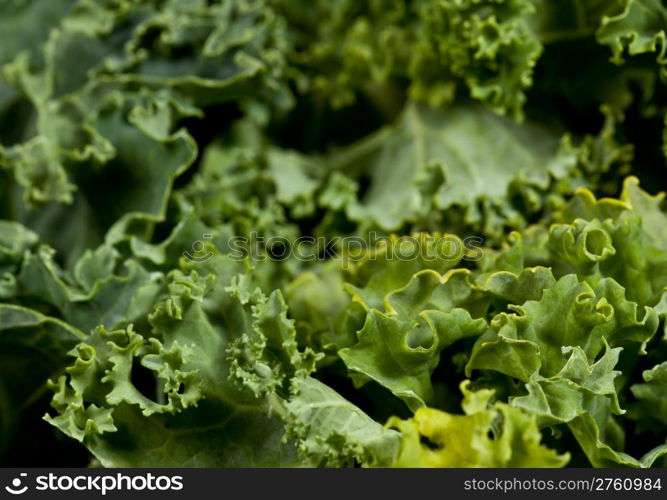 Leaves of Kale in close up shot showing the curly edges of the vegetable