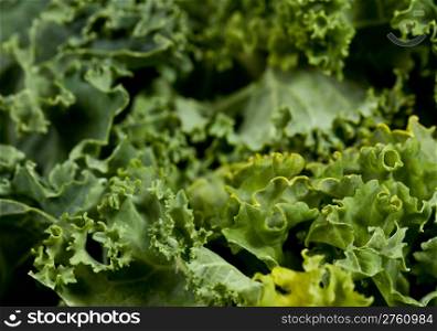 Leaves of Kale in close up shot showing the curly edges of the vegetable