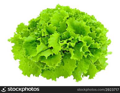 Leaves of lettuce on the white background
