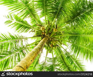 Leaves of palm tree