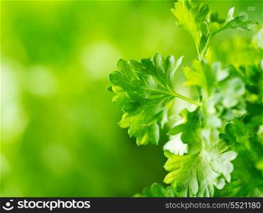 leaves of parsley on green background