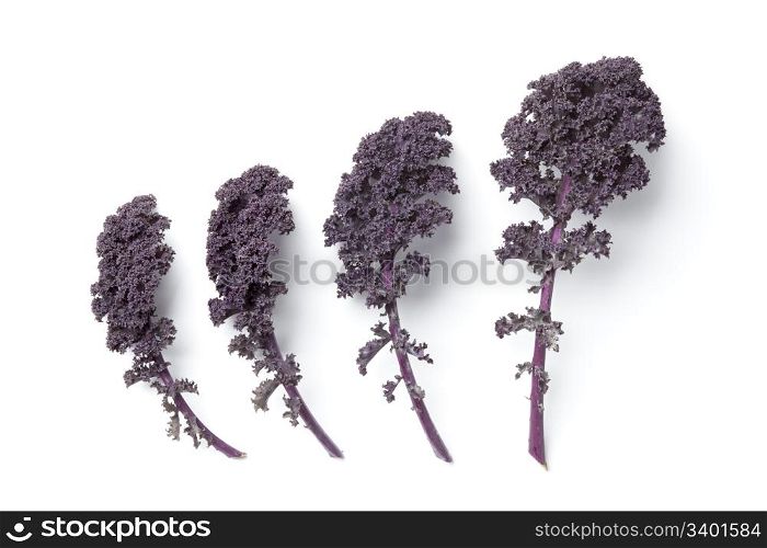 Leaves of red curly kale on white background
