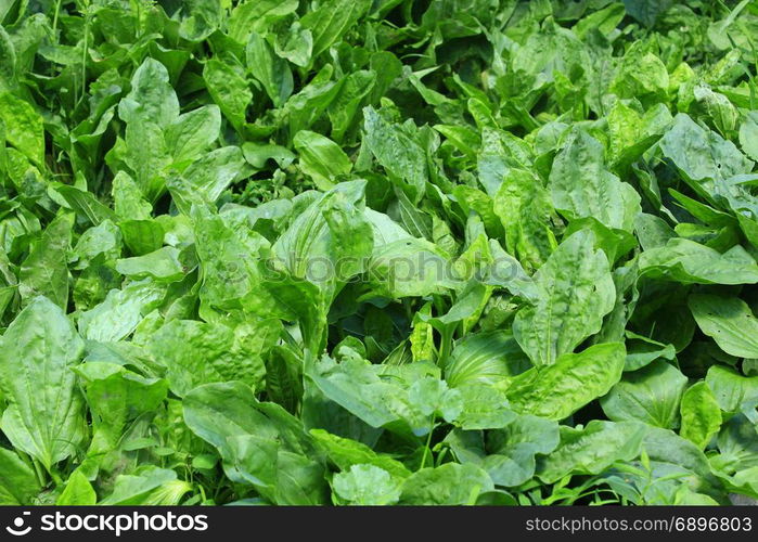 leaves of ribwort. green leaves of ribwort growing on the path