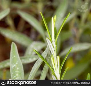 Leaves of rosemary herb with Sage plant herb in macro in background