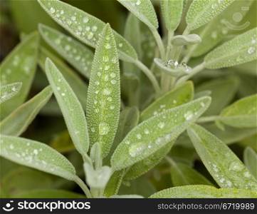 Leaves of Sage plant herb in macro with rain drops