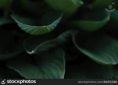 leaves of Spathiphyllum cannifolium, abstract green texture, nature background, tropical leaf.. leaves of Spathiphyllum cannifolium, abstract green texture, nature background, tropical leaf