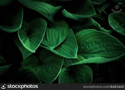 leaves of Spathiphyllum cannifolium, abstract green texture, nature background, tropical leaf.. leaves of Spathiphyllum cannifolium, abstract green texture, nature background, tropical leaf