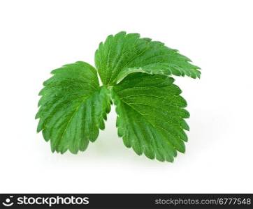 Leaves of strawberry isolated on white backgrond