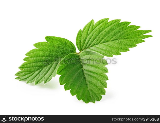 Leaves of strawberry isolated on white background. Leaves of strawberry