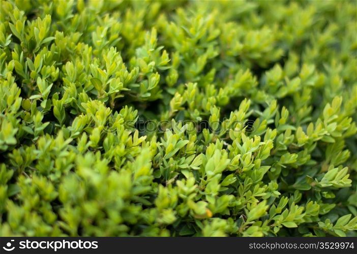 Leaves of the Box tree Buxus garden background