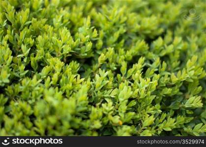 Leaves of the Box tree Buxus garden background