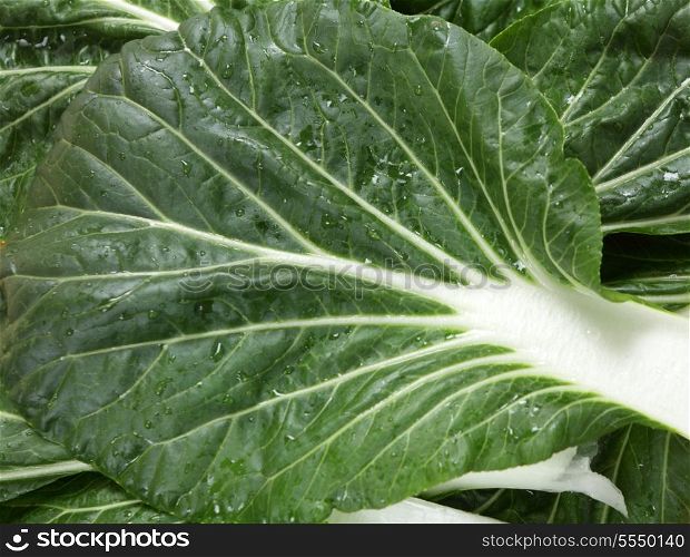 leaves of the extremely popular asian vegetable known as bok choy, pak soi or chinese cabbage in the west, it is a form of cabbage. This is one of two main varieties used in the east and is Brassica rapa var ch inensis