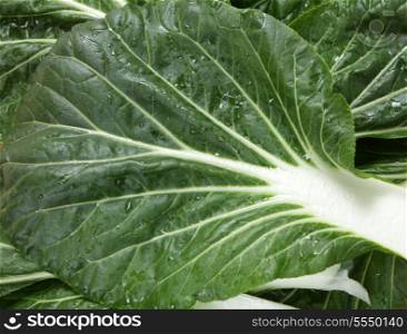 leaves of the extremely popular asian vegetable known as bok choy, pak soi or chinese cabbage in the west, it is a form of cabbage. This is one of two main varieties used in the east and is Brassica rapa var ch inensis