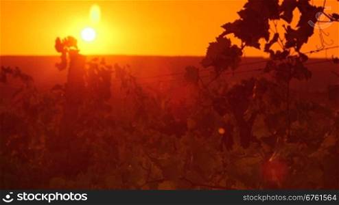 Leaves of the grape vine in vineyard against setting sun