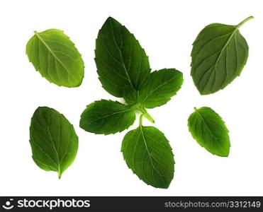 Leaves of the spearmint plant, used in cooking, for a background or design element