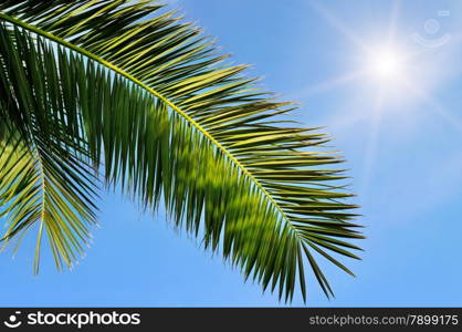 leaves of tropical palm trees and blue sky