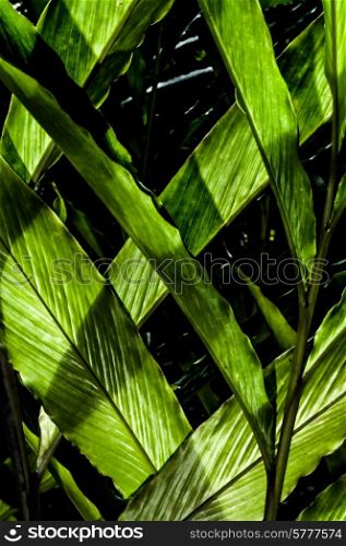 Leaves of tropical plant in highlight and shade creating lines and shapes.