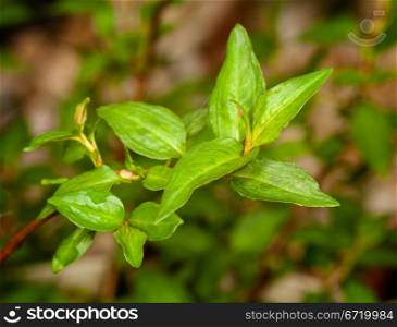 Leaves of vietnamese coriander plant herb in macro with rain drops