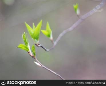 leaves of wild cherry in spring