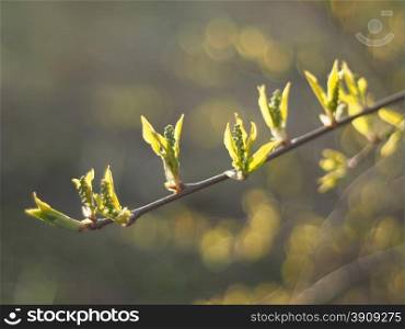 leaves of wild cherry in spring