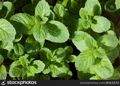 Leaves of young peppermint plants  lat. Mentha piperita   Selective Focus, Focus on different parts of the image . Leaves of Young Peppermint Plants