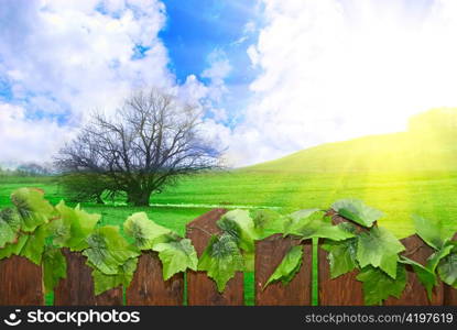 Leaves on a fence